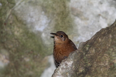 Hylorchilus sumichrasti