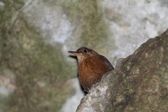 Hylorchilus sumichrasti