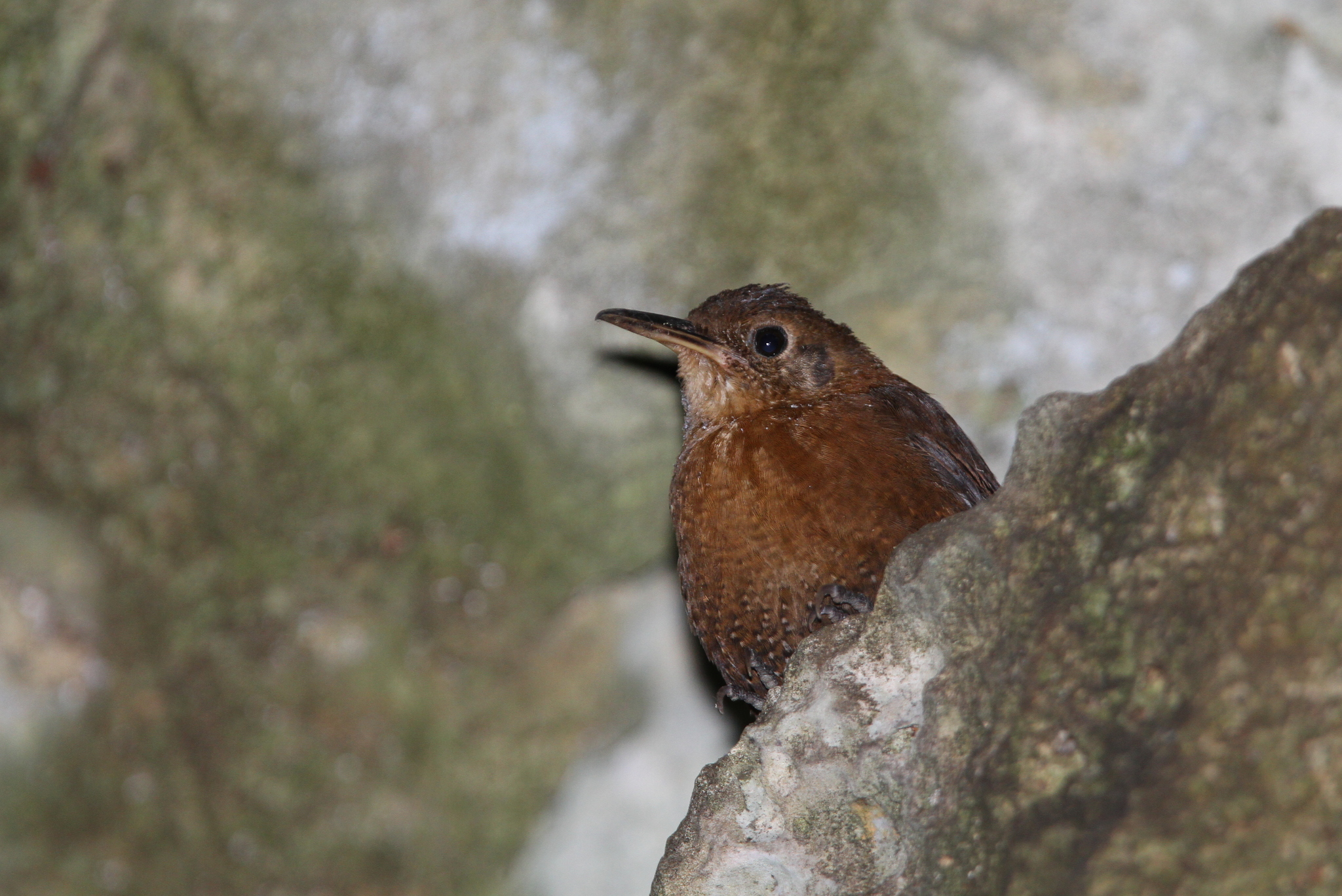 Sumichrast's Wren (Hylorchilus sumichrasti), photo 4