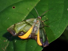Achrosis innotata