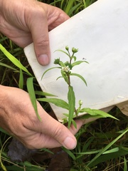 Symphyotrichum lanceolatum