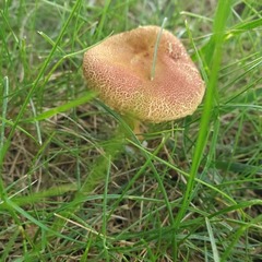 Fungi