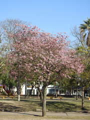 Handroanthus