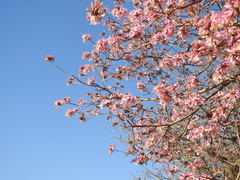 Handroanthus