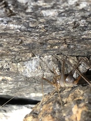 Euhadenoecus puteanus