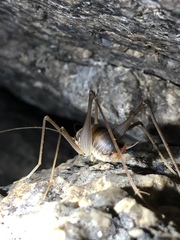 Euhadenoecus puteanus