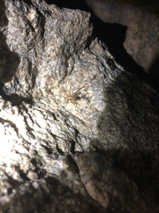 Euhadenoecus puteanus