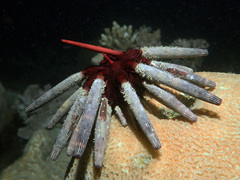 Phyllacanthus imperialis