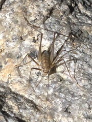 Euhadenoecus puteanus