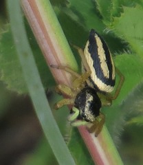Heliophanus melinus