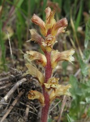 Orobanche amethystea amethystea
