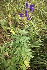 Aconitum baicalense