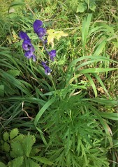 Aconitum baicalense
