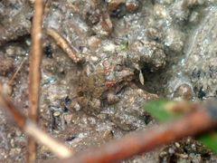 Pseudopaludicola canga
