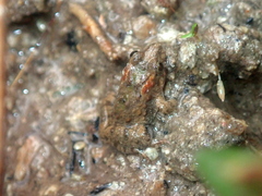 Pseudopaludicola canga