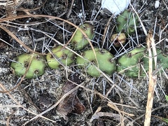 Opuntia drummondii