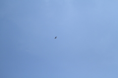 Spizaetus tyrannus