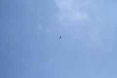 Spizaetus tyrannus
