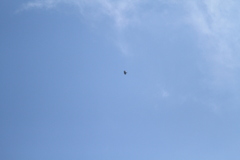 Spizaetus tyrannus