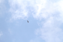 Spizaetus tyrannus