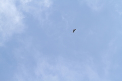 Spizaetus tyrannus