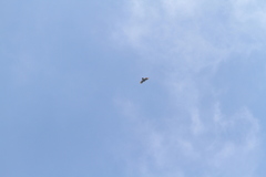Spizaetus tyrannus