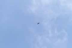 Spizaetus tyrannus
