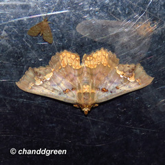 Lopharthrum comprimens