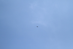 Spizaetus tyrannus