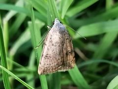 Micrathetis