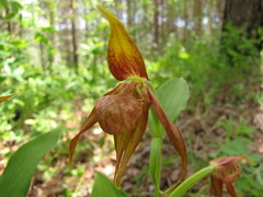 Cypripedium shanxiense