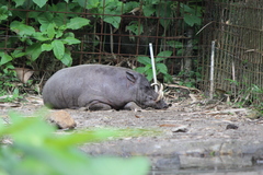 North Sulawesi Babirusa photo 5