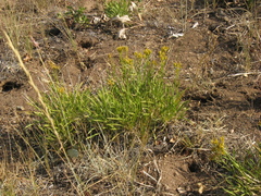 Petradoria pumila