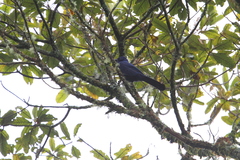 Aphelocoma unicolor oaxacae