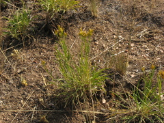 Petradoria pumila