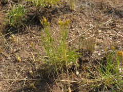 Petradoria pumila