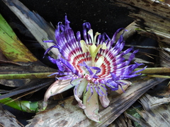 Passiflora laurifolia