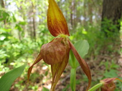 Cypripedium shanxiense