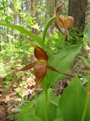 Cypripedium shanxiense
