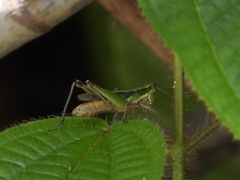 Spathosternum prasiniferum