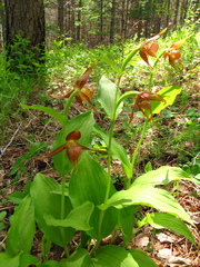 Cypripedium shanxiense