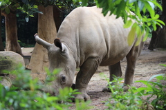 Ceratotherium simum