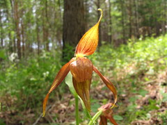 Cypripedium shanxiense
