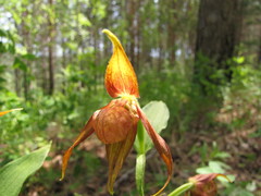 Cypripedium shanxiense