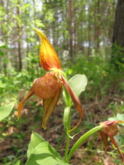 Cypripedium shanxiense