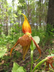 Cypripedium shanxiense