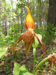 Cypripedium shanxiense