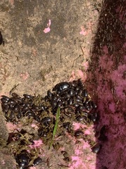Geotrupes stercorarius