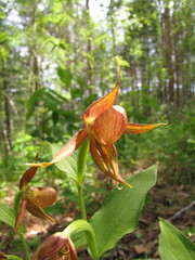 Cypripedium shanxiense