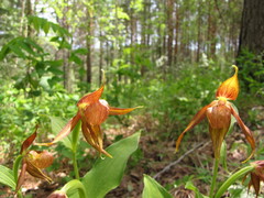 Cypripedium shanxiense